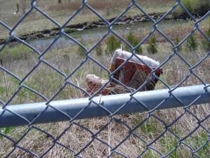 Rotting-Chair---1